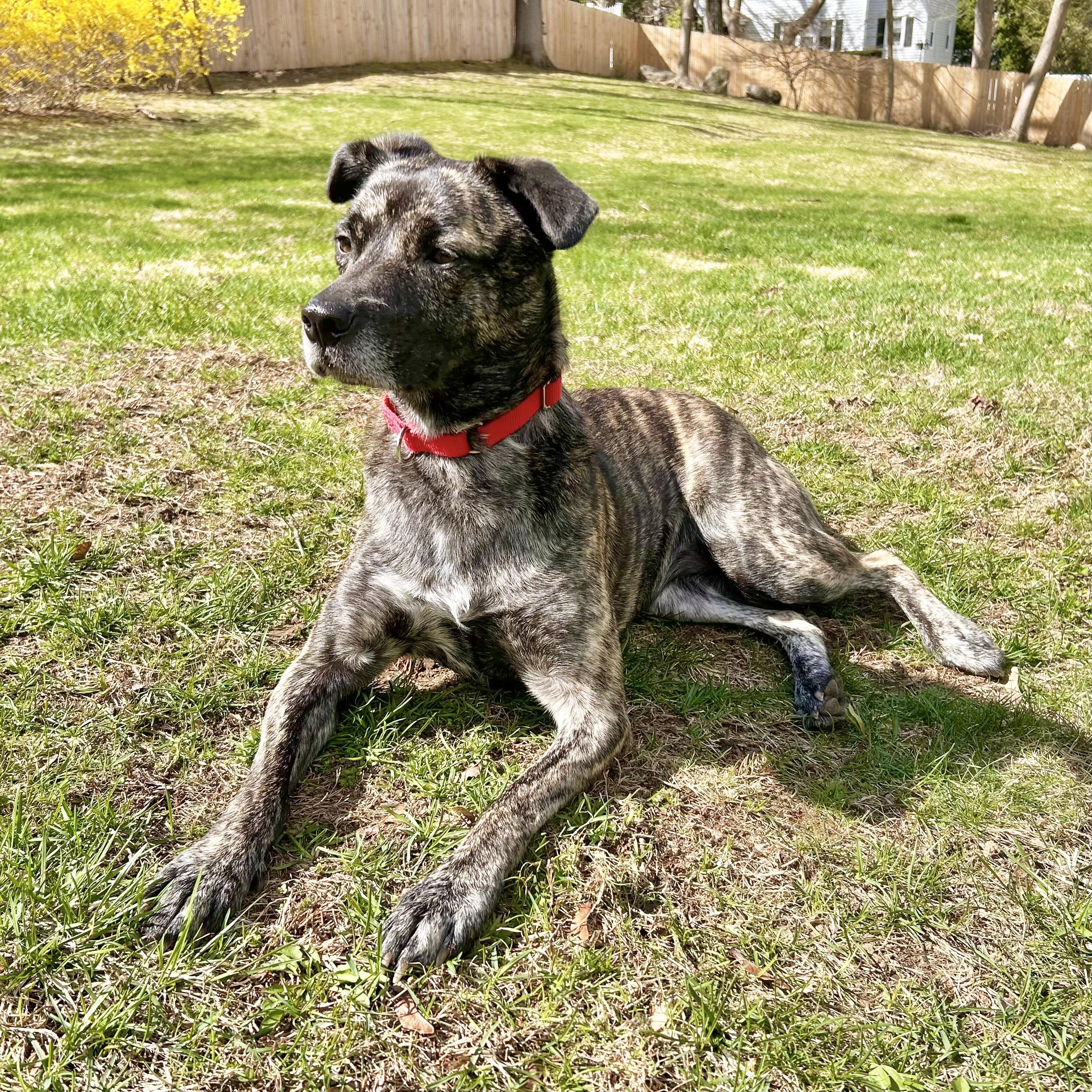 Firestarter, Adoptable, Adult Female Tennessee Treeing Brindle.