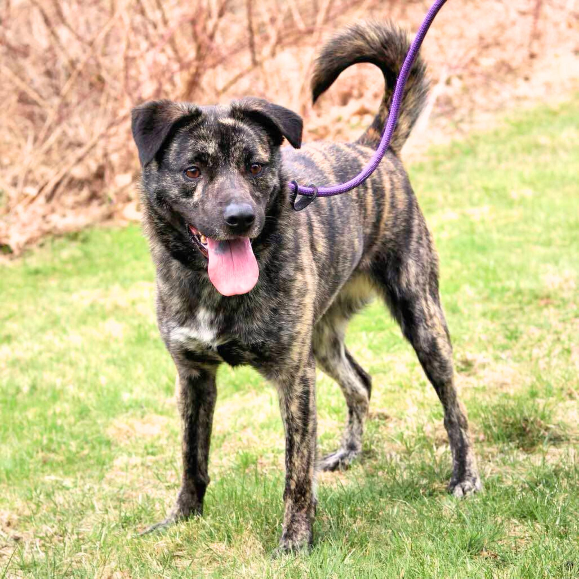 Enlarge Firestarter, a Adoptable mixed breed in Philadelphia, PA image 5/6