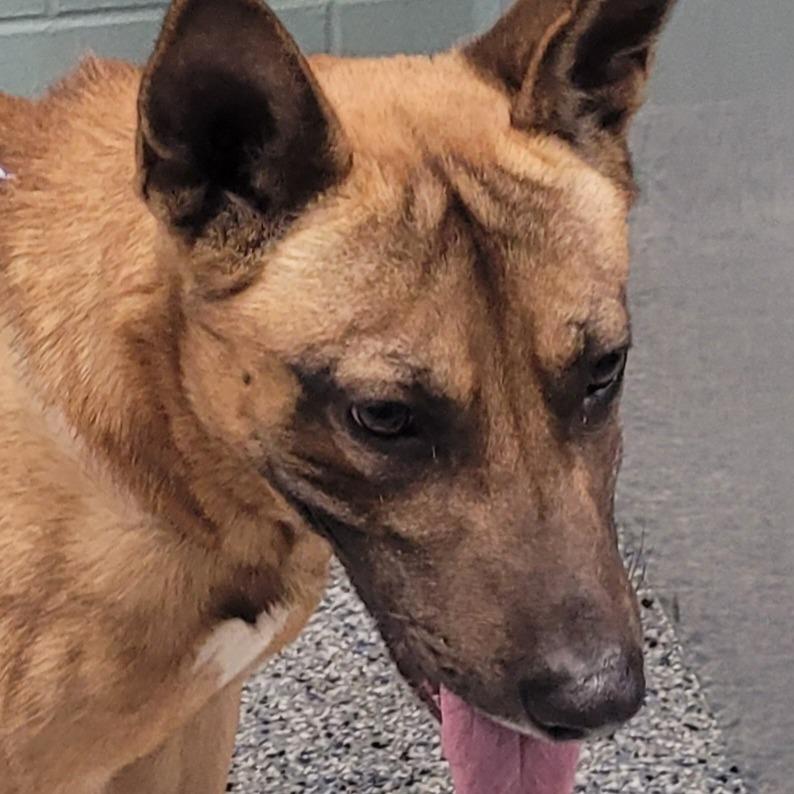 Enlarge Capi, a Adoptable mixed breed in Greenville, SC image 1/2