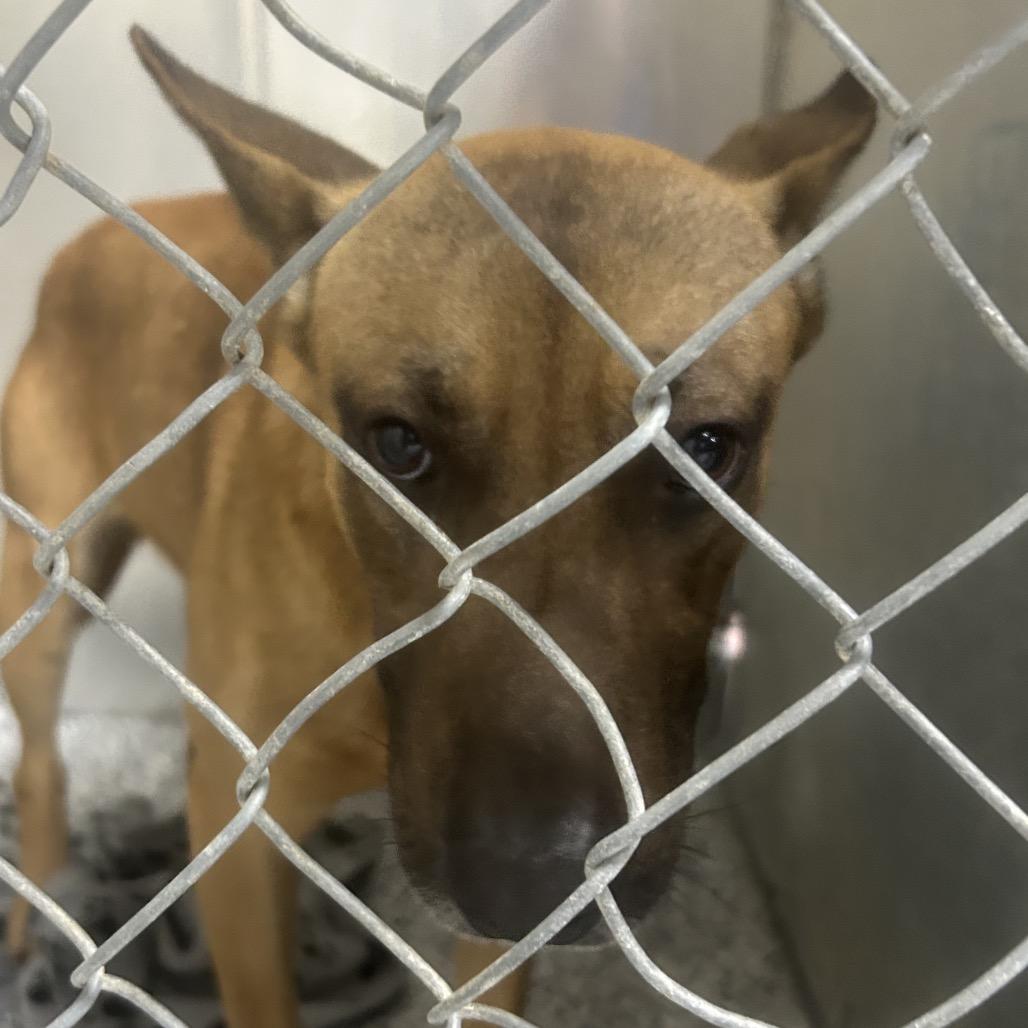 Enlarge Capi, a Adoptable mixed breed in Greenville, SC image 2/2