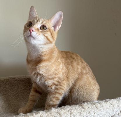 Julius, a ADOPTABLE Tabby in Frederick, MD image 4/5