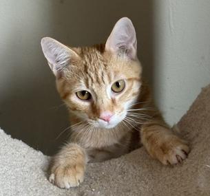 Julius, a ADOPTABLE Tabby in Frederick, MD image 3/5