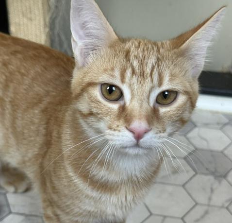 Julius, ADOPTABLE, Kitten Male Tabby.