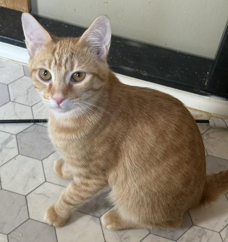Julius, a ADOPTABLE Tabby in Frederick, MD image 2/5