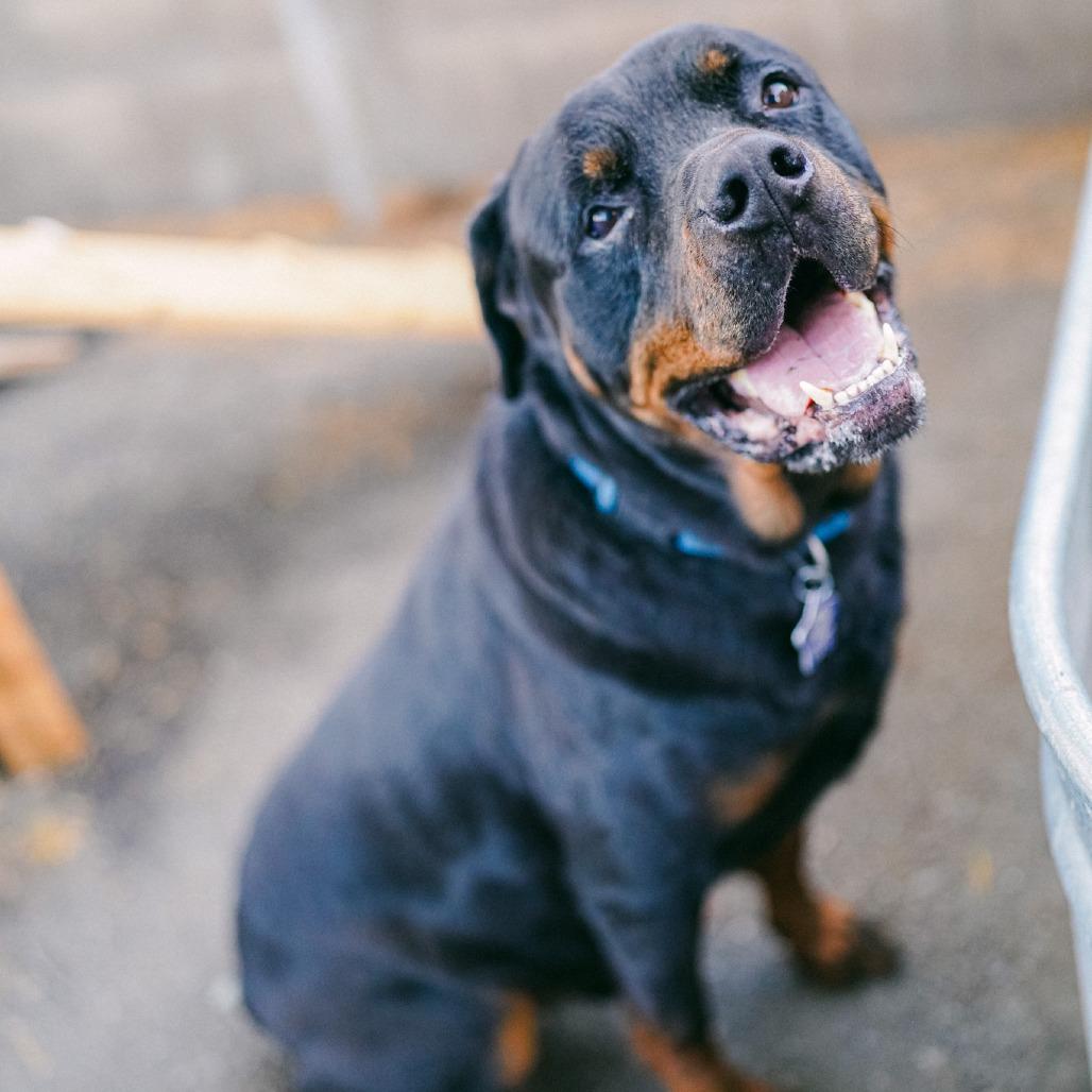 Jonesy, a Adoptable mixed breed in San Francisco, CA image 1/5