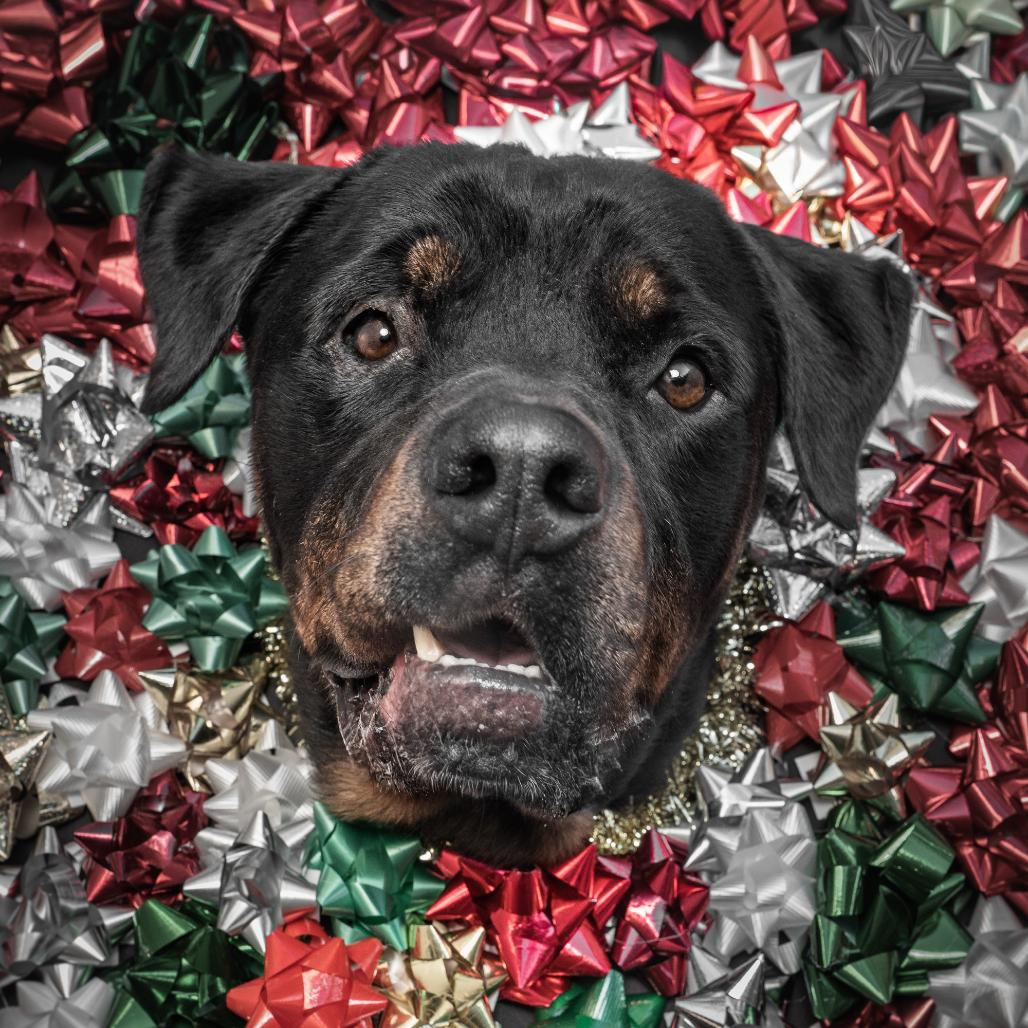 Enlarge Jonesy, a Adoptable mixed breed in San Francisco, CA image 1/6