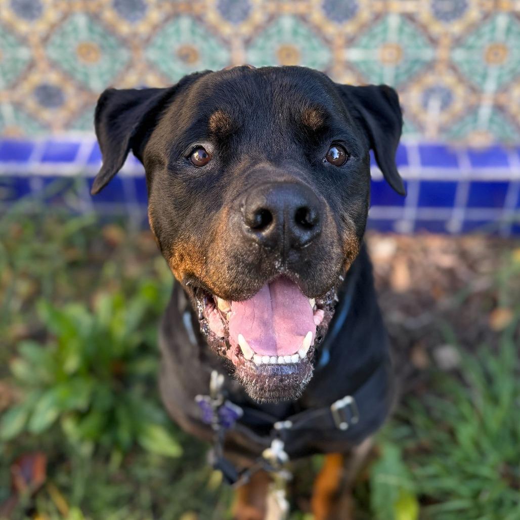 Enlarge Jonesy, a Adoptable mixed breed in San Francisco, CA image 2/6