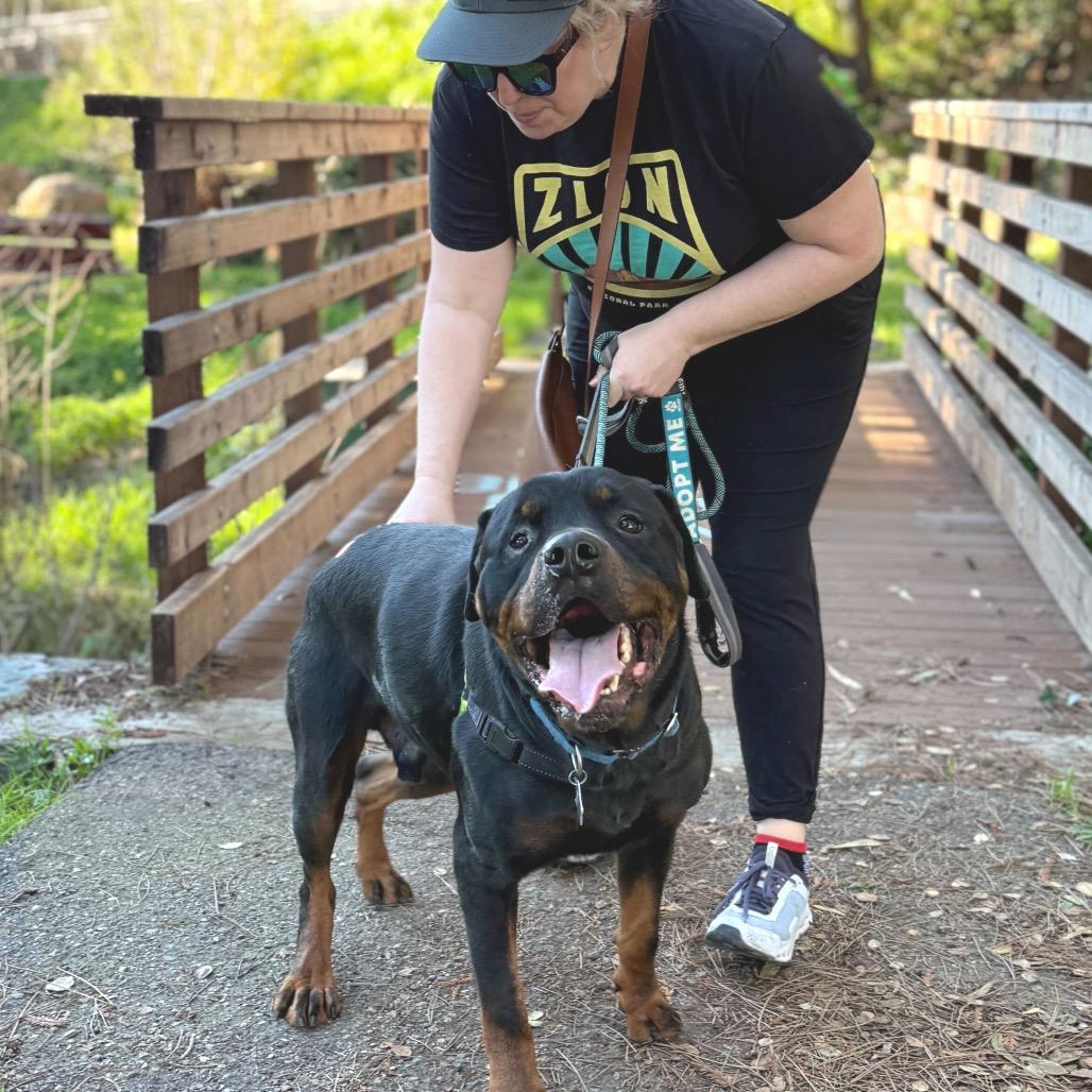 Enlarge Jonesy, a Adoptable mixed breed in San Francisco, CA image 3/6