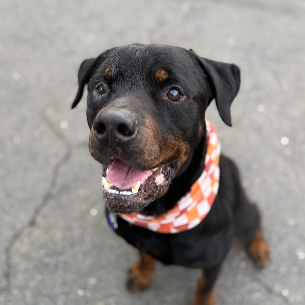 Enlarge Jonesy, a Adoptable mixed breed in San Francisco, CA image 5/6