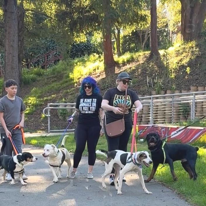 Enlarge Jonesy, a Adoptable mixed breed in San Francisco, CA image 6/6