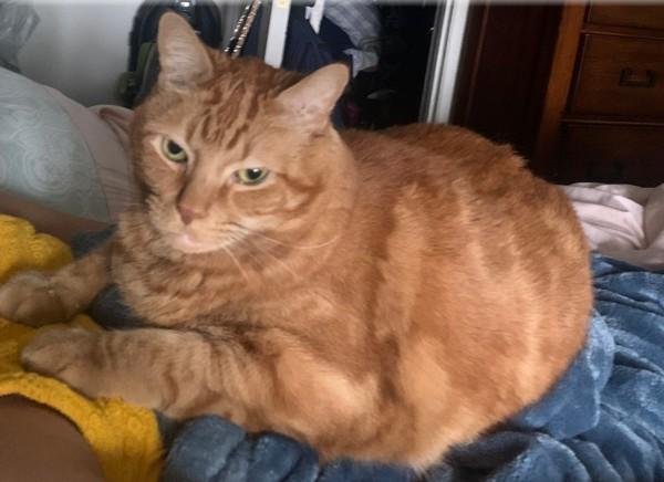 Cookie Monster, Adoptable, Senior Male Domestic Short Hair.