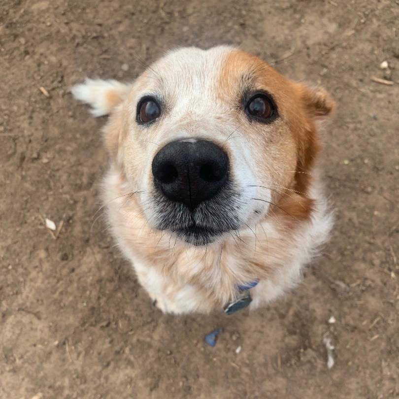 Finnick, Adopted, Senior Male Australian Cattle Dog / Blue Heeler.