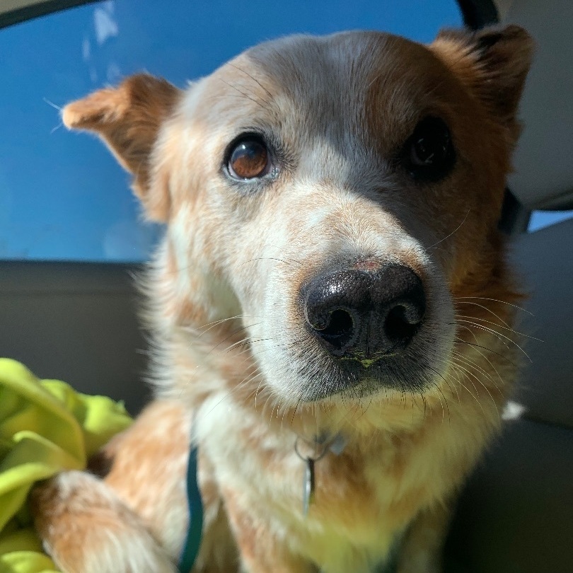 Enlarge Finnick, a Adopted mixed breed in Norman, OK image 2/5