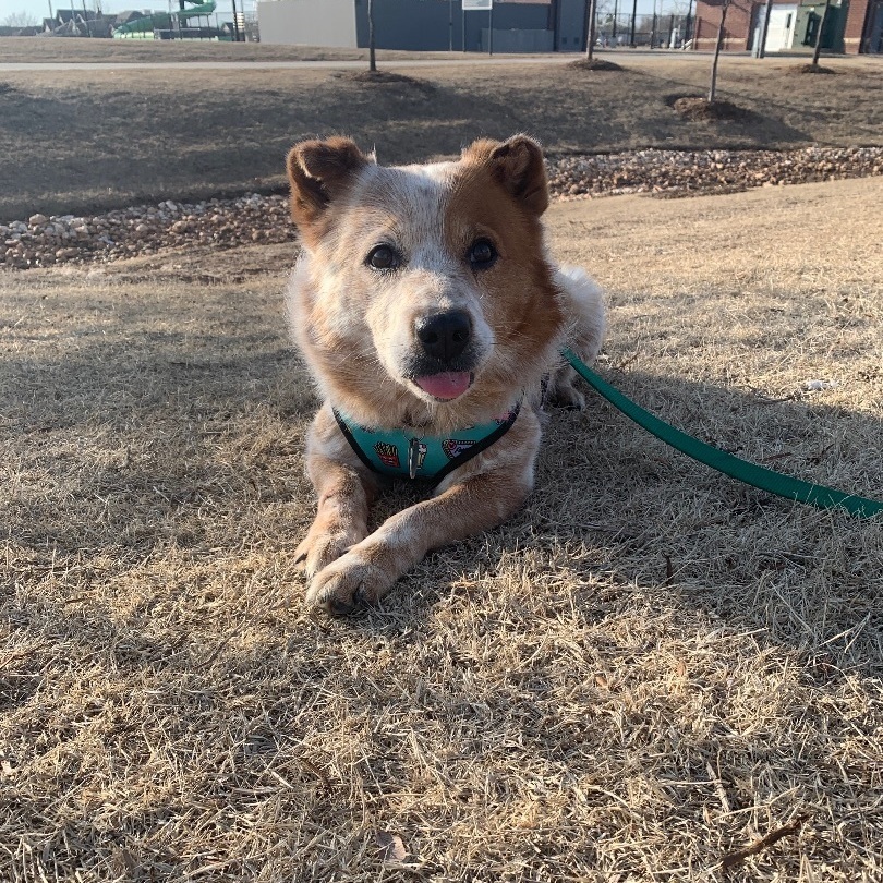 Enlarge Finnick, a Adopted mixed breed in Norman, OK image 3/5