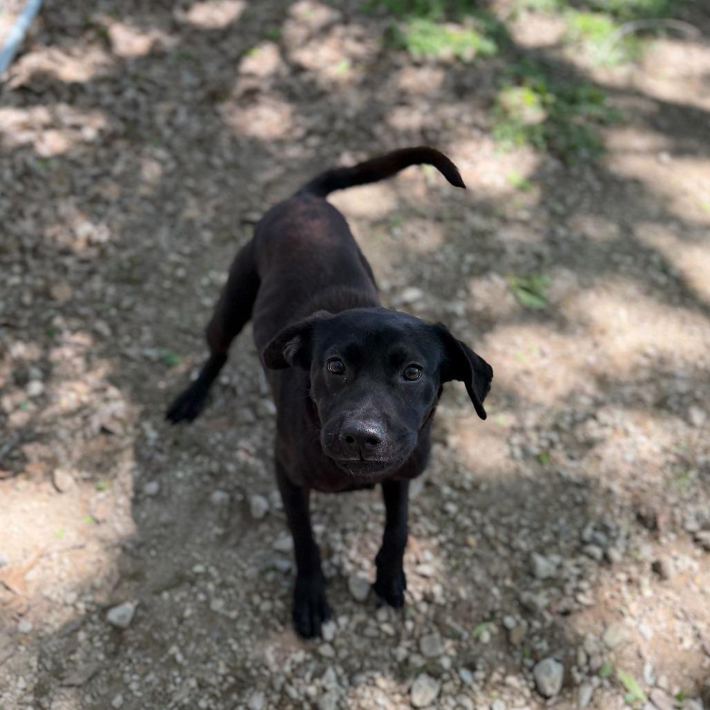 Enlarge Cypress Bayou, a Adoptable mixed breed in Carencro, LA image 1/3