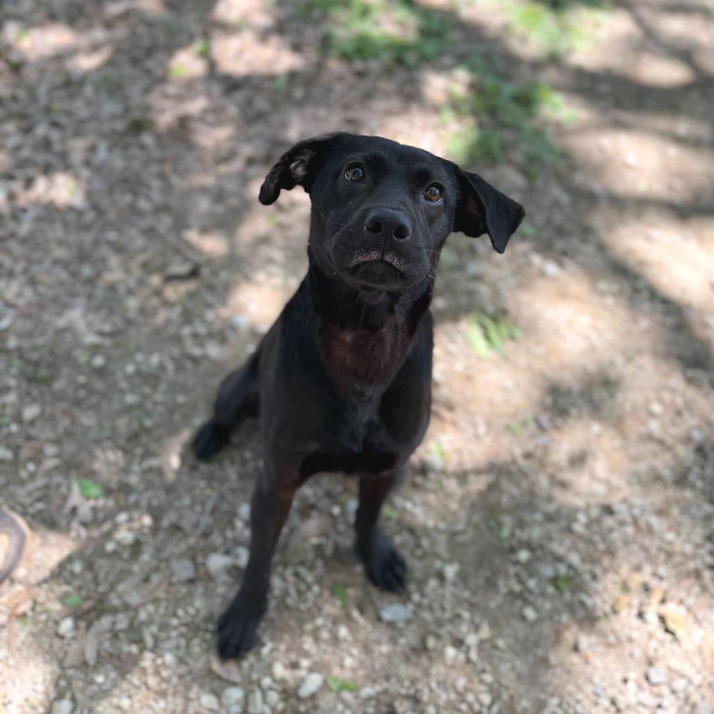 Enlarge Cypress Bayou, a Adoptable mixed breed in Carencro, LA image 2/3