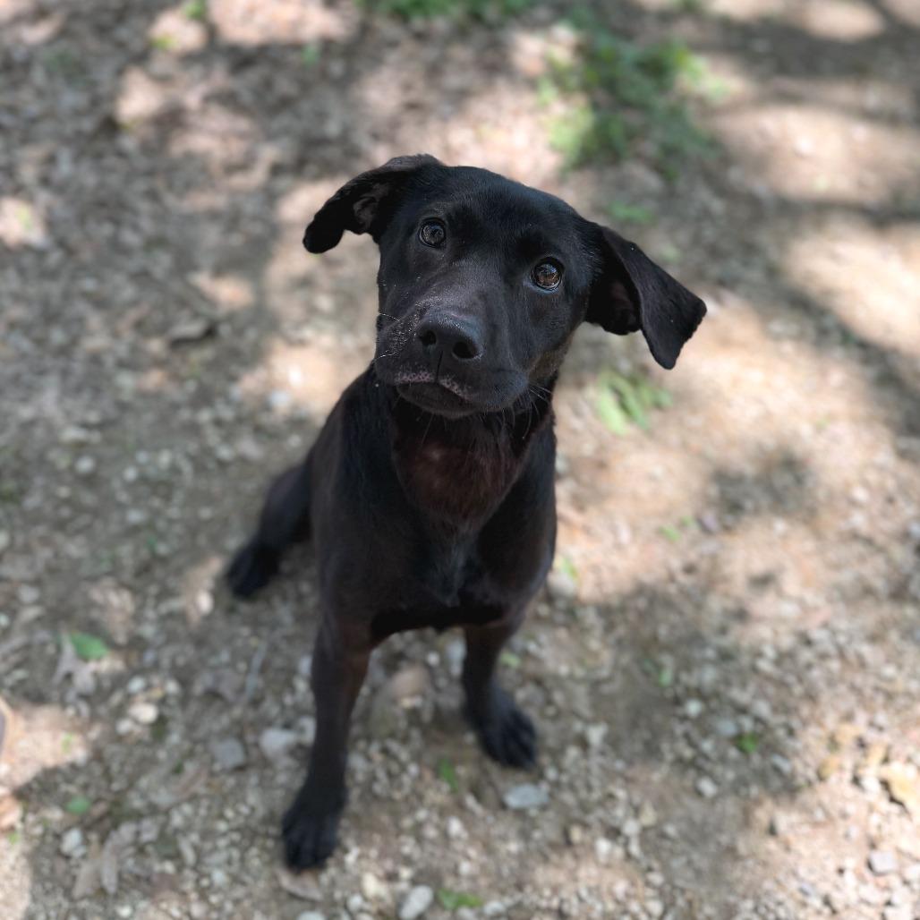 Enlarge Cypress Bayou, a Adoptable mixed breed in Carencro, LA image 3/3