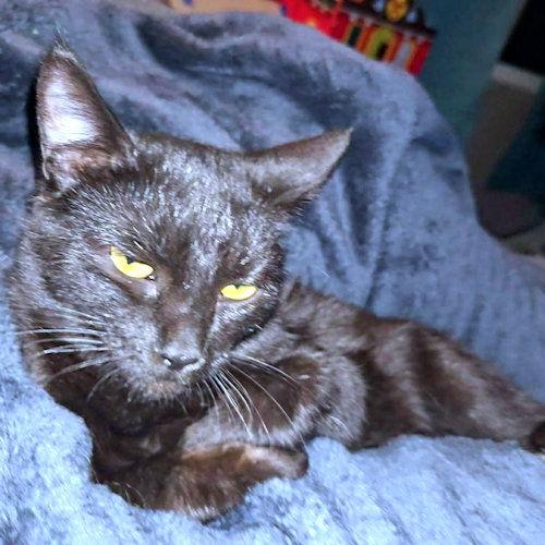 Enlarge Luna, a Adoptable Domestic Short Hair in Rutherfordton, NC image 1/1