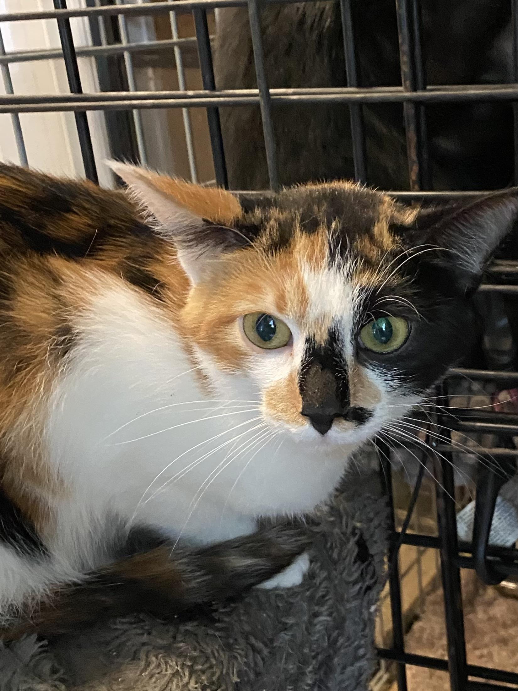 Interest, Adopted, Young Female Calico.