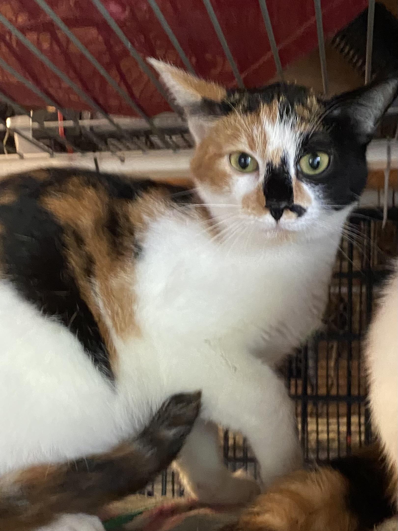 Enlarge Interest, a Adopted mixed breed in Stanwood, WA image 2/2