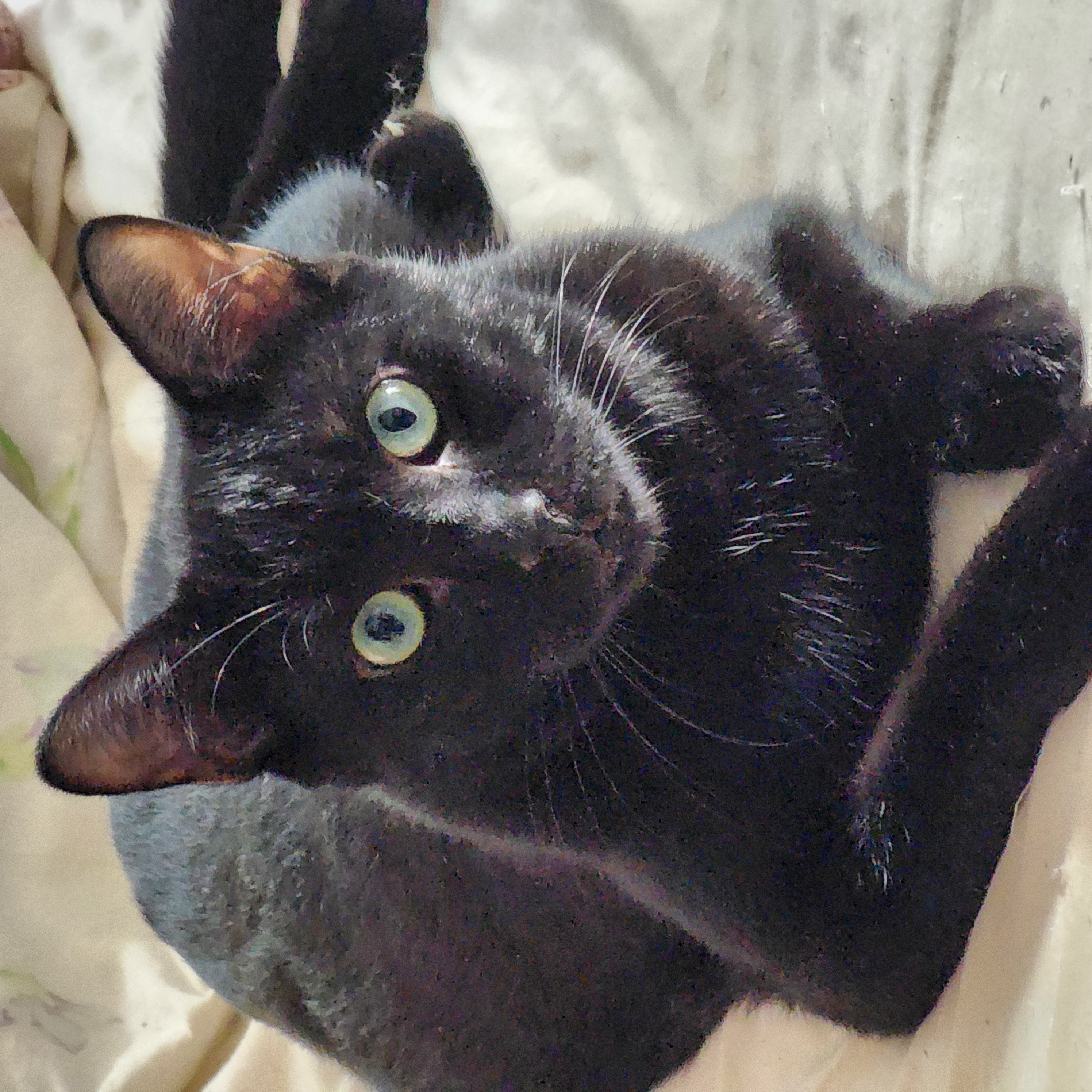 Robin, Adoptable, Kitten Male Domestic Short Hair.