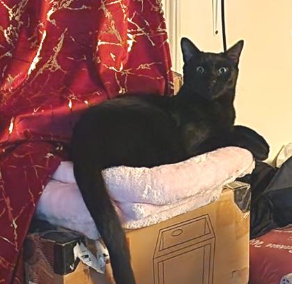 Robin, Adoptable, Kitten Male Domestic Short Hair.