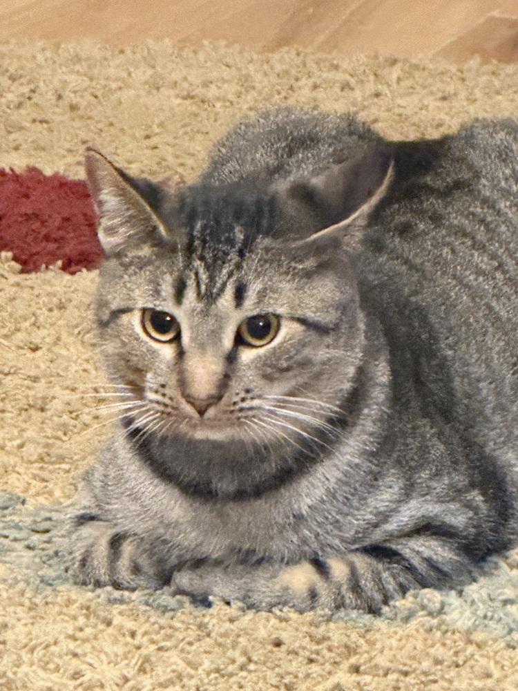 Mutt, Adoptable, Young Male Tabby & Domestic Short Hair.