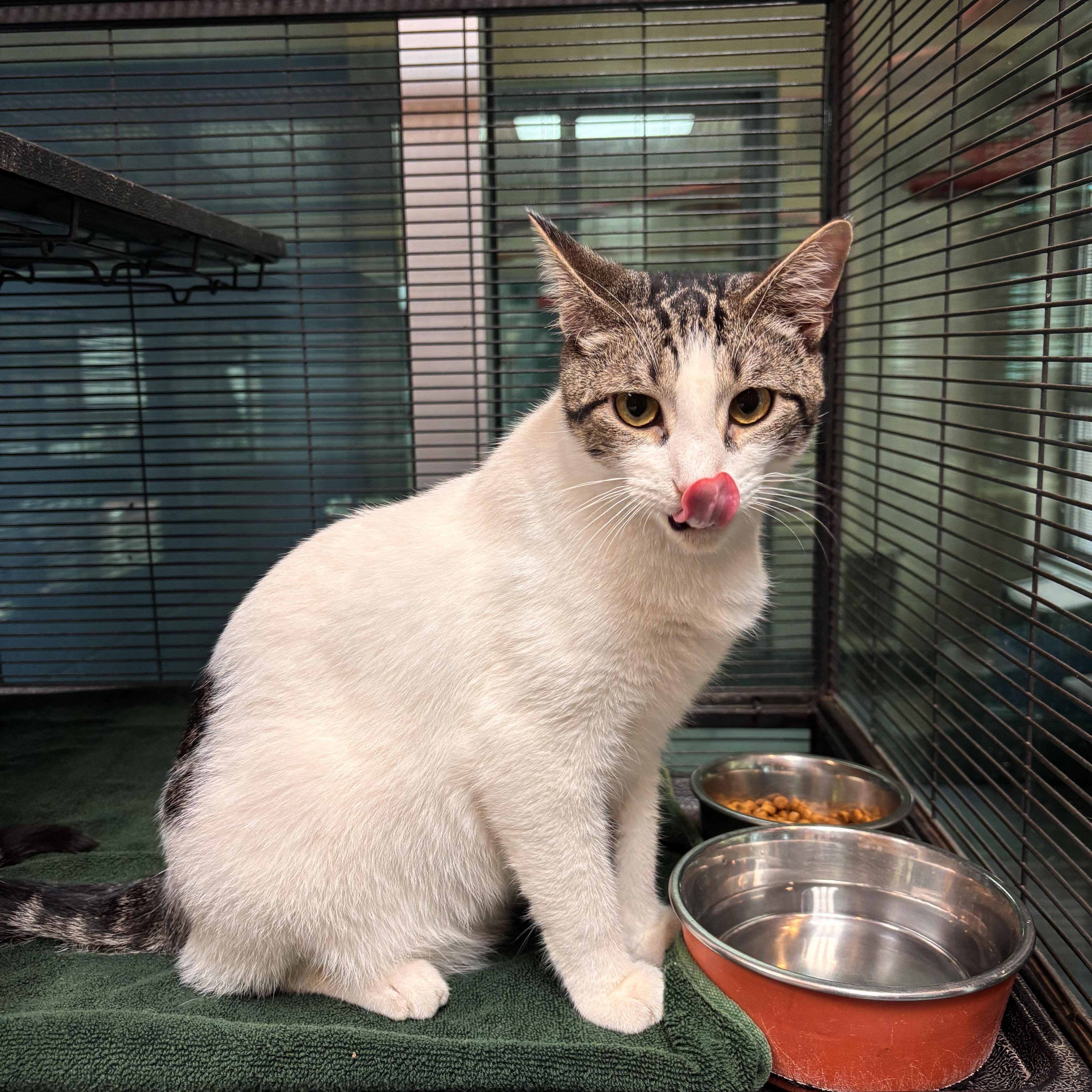 Noodle, adoptable, Young Male Domestic Short Hair.