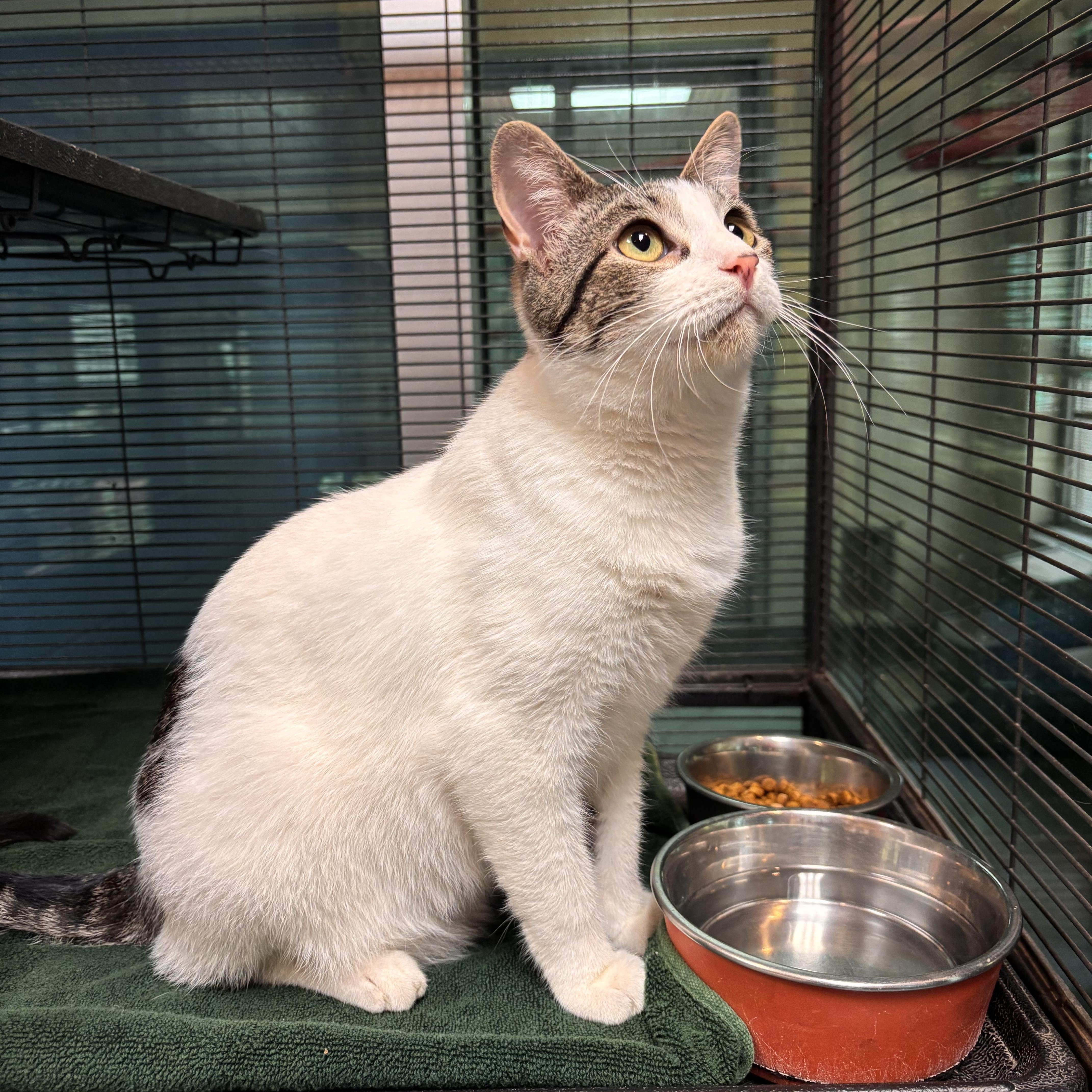 Enlarge Noodle, an adoptable Domestic Short Hair in Charleston, SC image 2/2