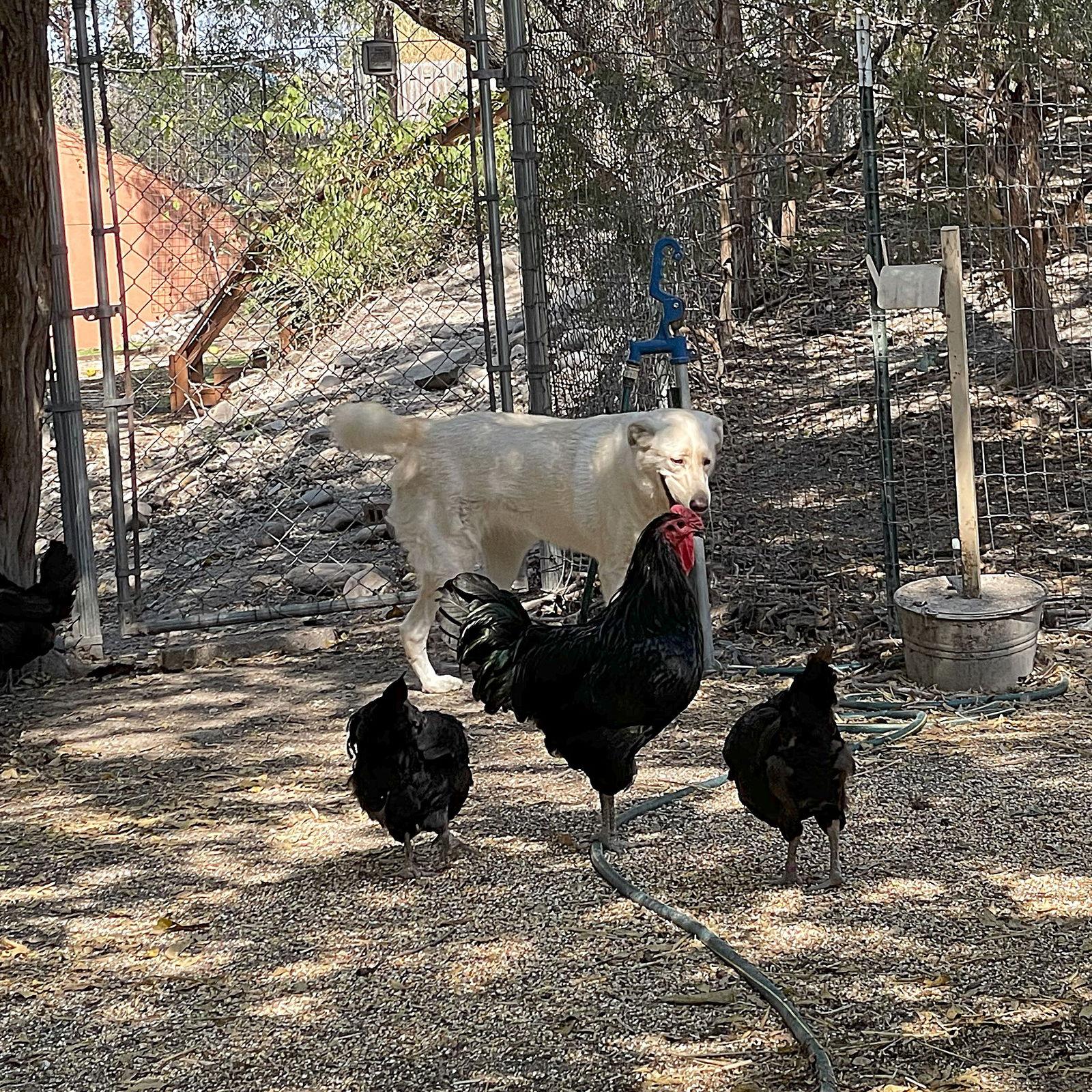 Jill E. Bear, a Adoptable mixed breed in Whitewright, TX image 2/3