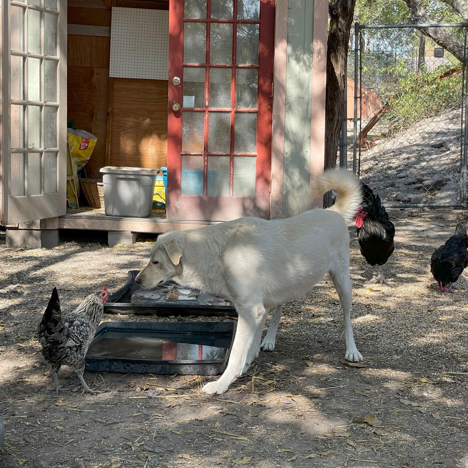 Jill E. Bear, a Adoptable mixed breed in Whitewright, TX image 3/3