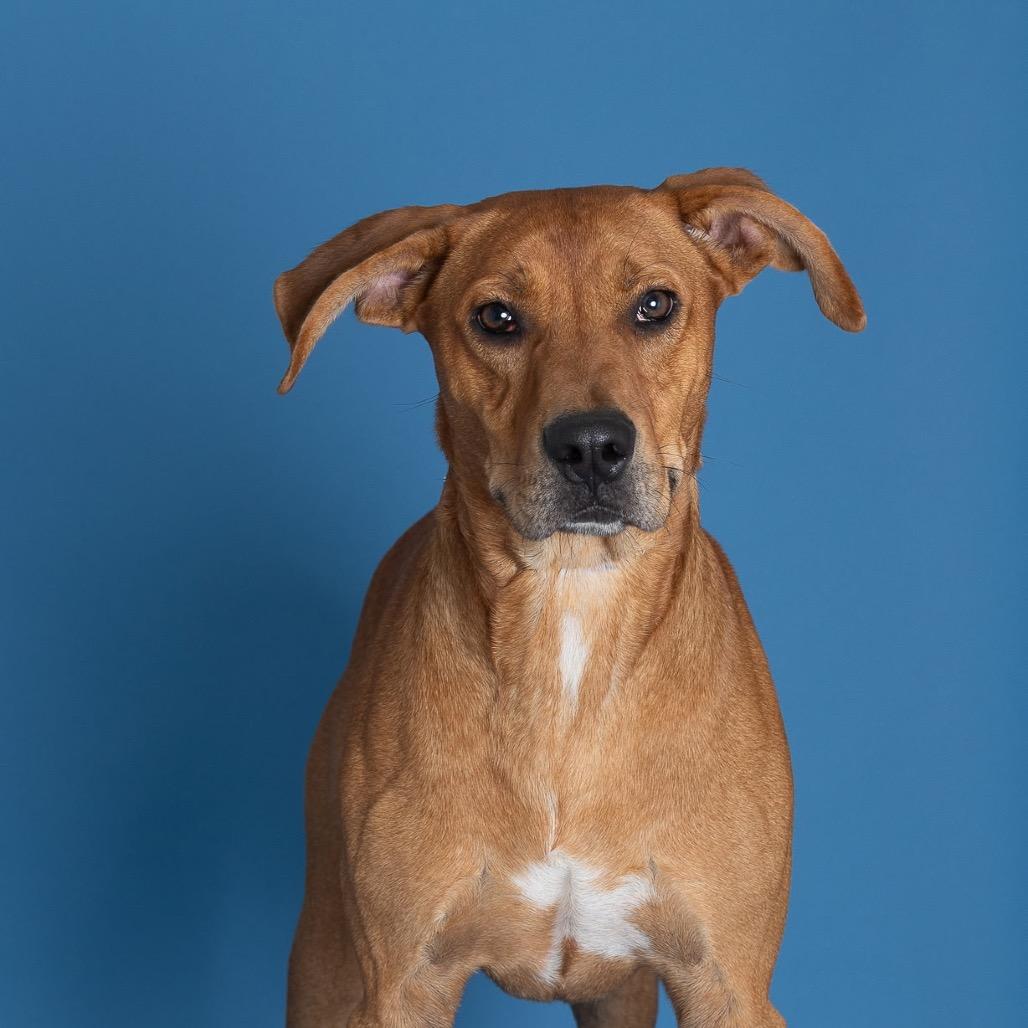 Diego, Adoptable, Adult Male Golden Retriever & Yellow Labrador Retriever.