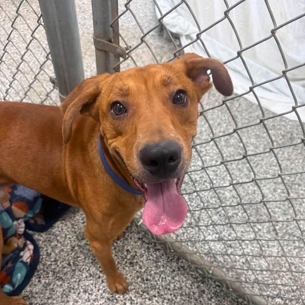 Enlarge Diego, a Adoptable mixed breed in Collinsville , OK image 2/2
