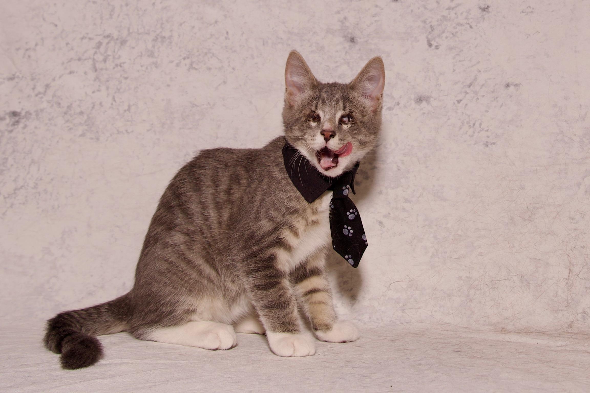 William, a Adoptable Domestic Short Hair in Riverside, CA image 2/5