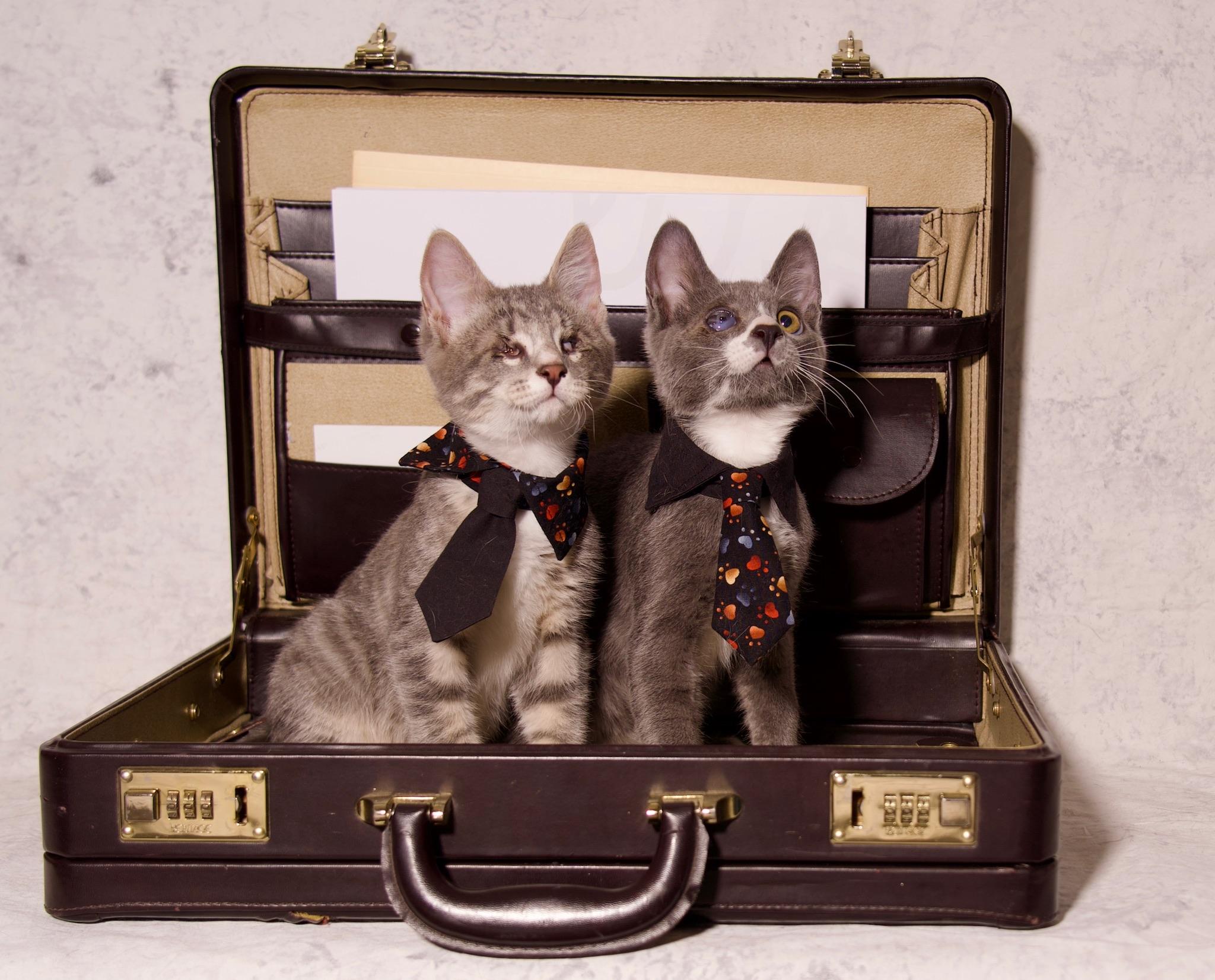 William, a Adoptable Domestic Short Hair in Riverside, CA image 3/5