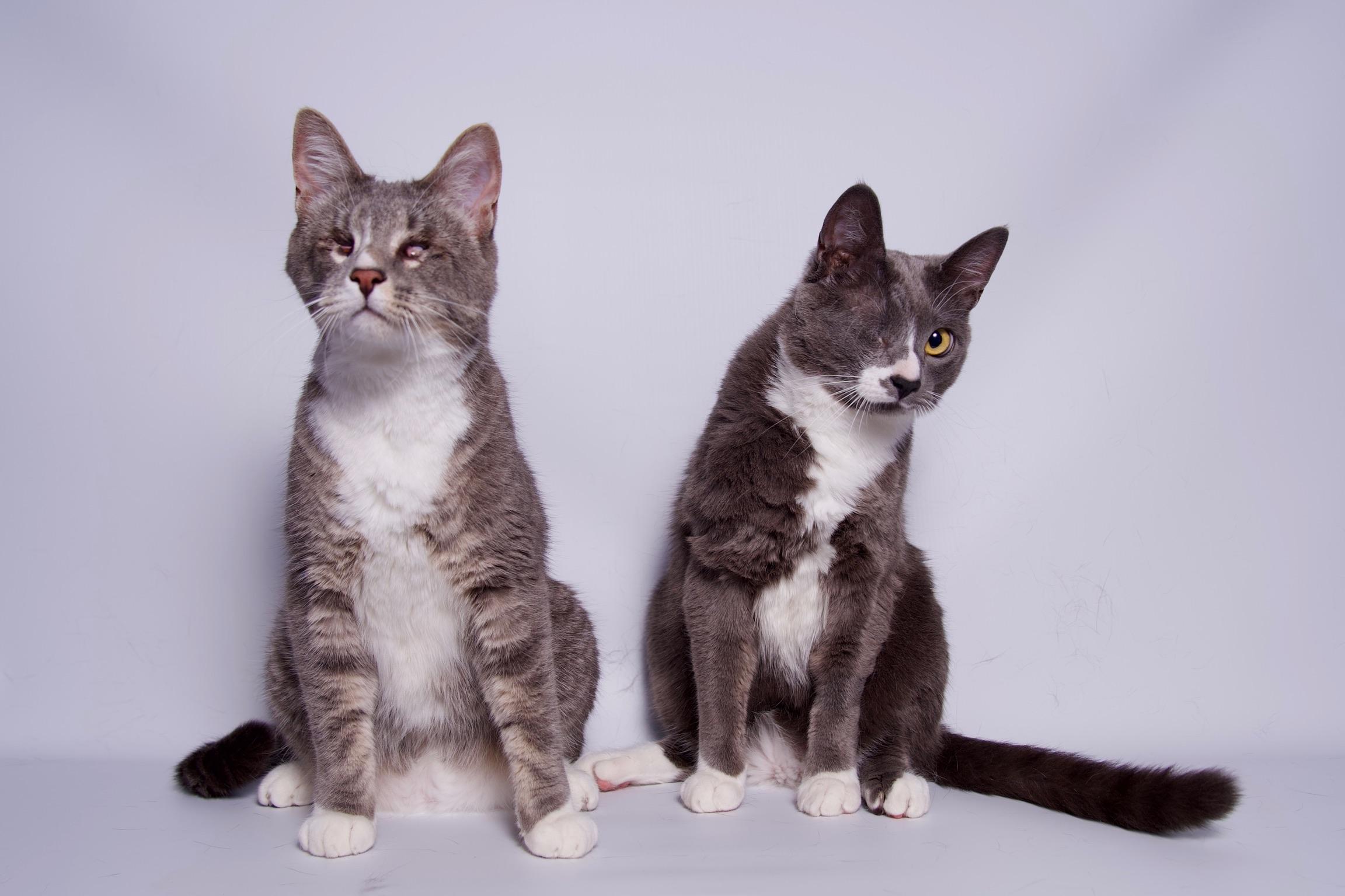 Enlarge William, a Adoptable Domestic Short Hair in Riverside, CA image 4/5