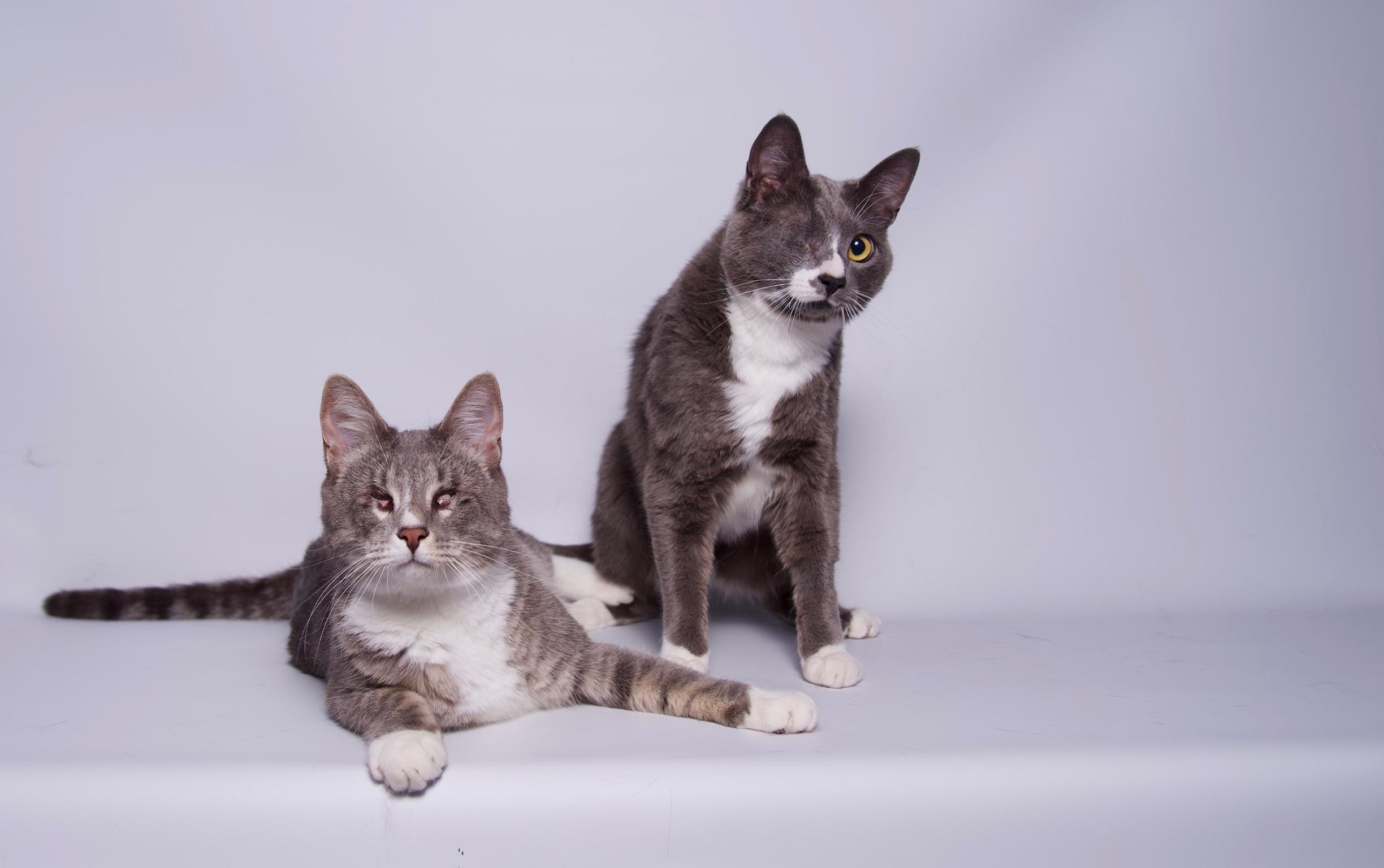 Enlarge William, a Adoptable Domestic Short Hair in Riverside, CA image 3/5