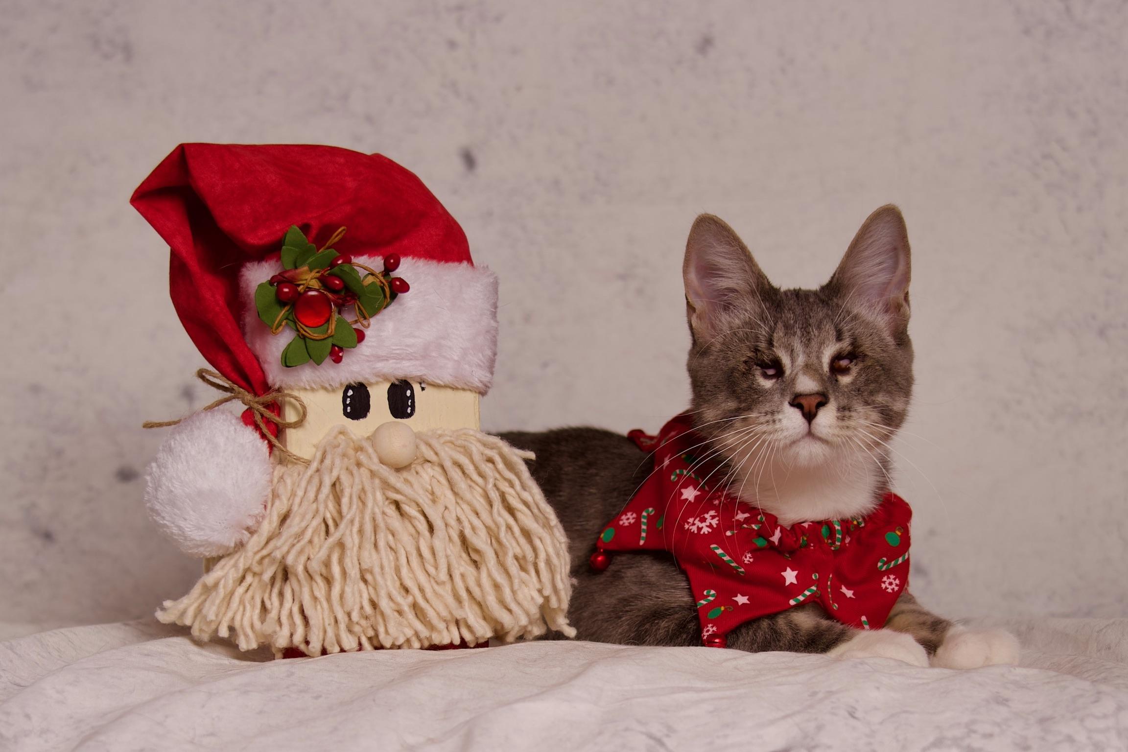 William, a Adoptable Domestic Short Hair in Riverside, CA image 1/5