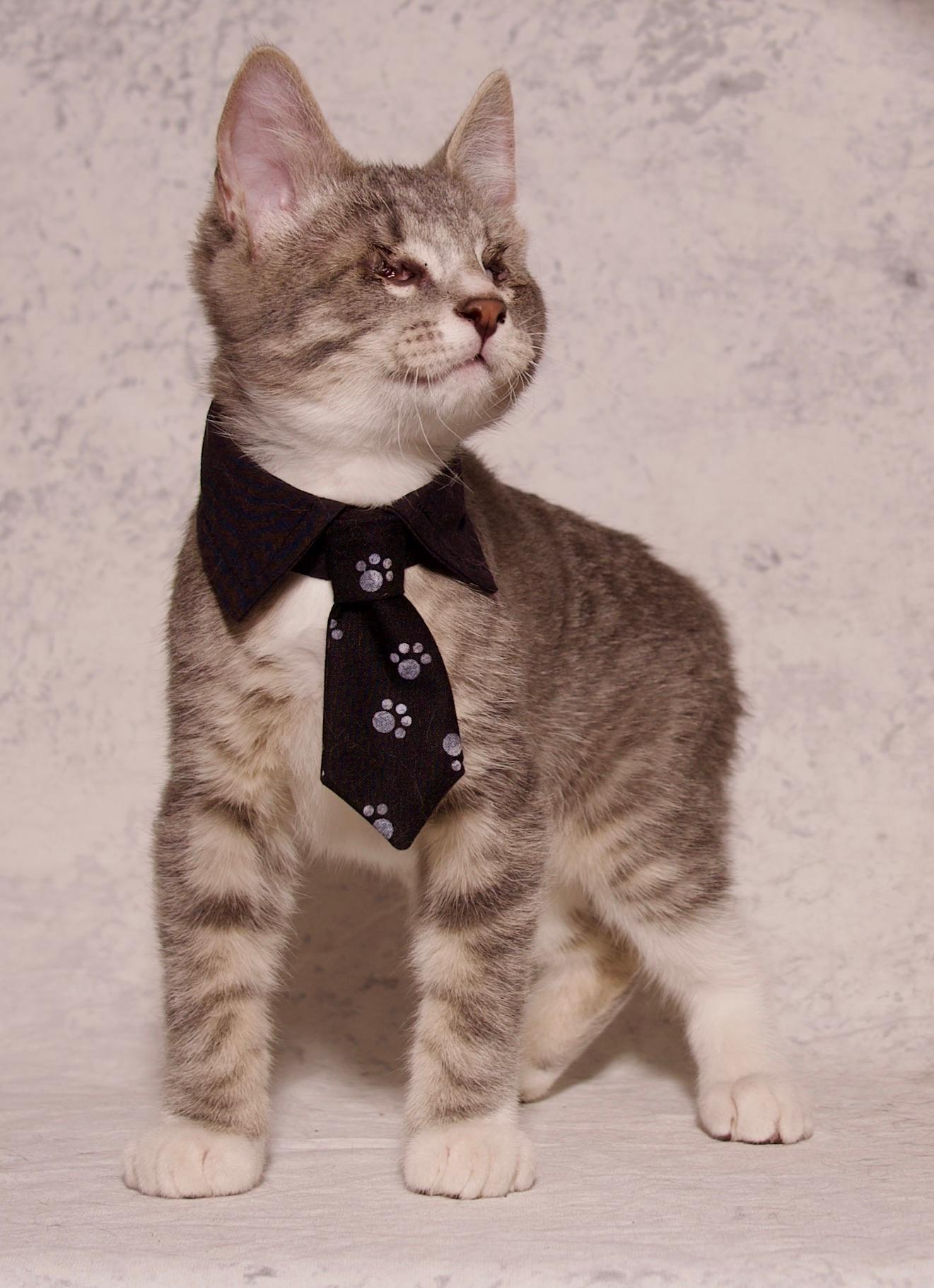 William, a Adoptable Domestic Short Hair in Riverside, CA image 4/5