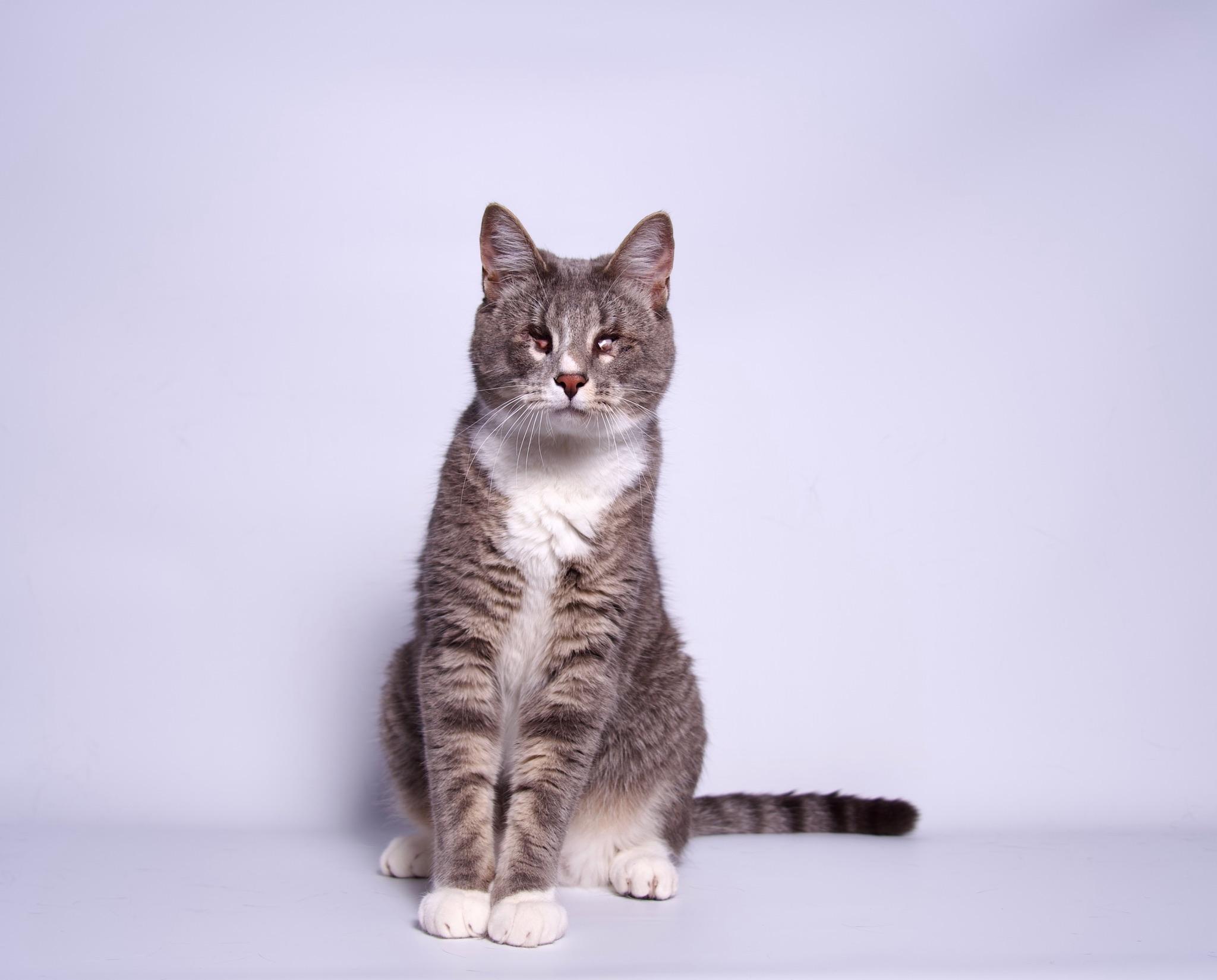 William, Adoptable, Adult Male Domestic Short Hair.