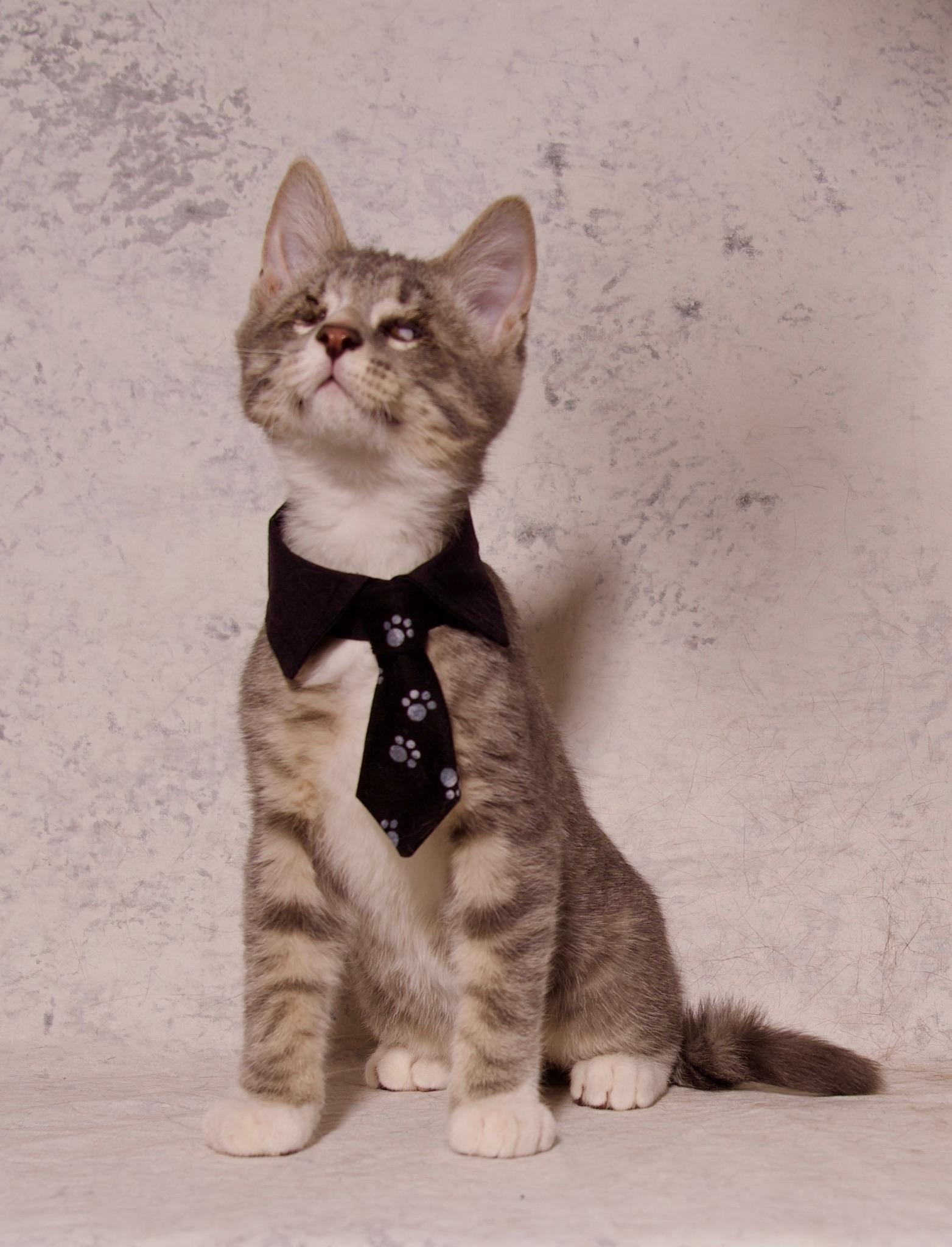 William, a Adoptable Domestic Short Hair in Riverside, CA image 5/5