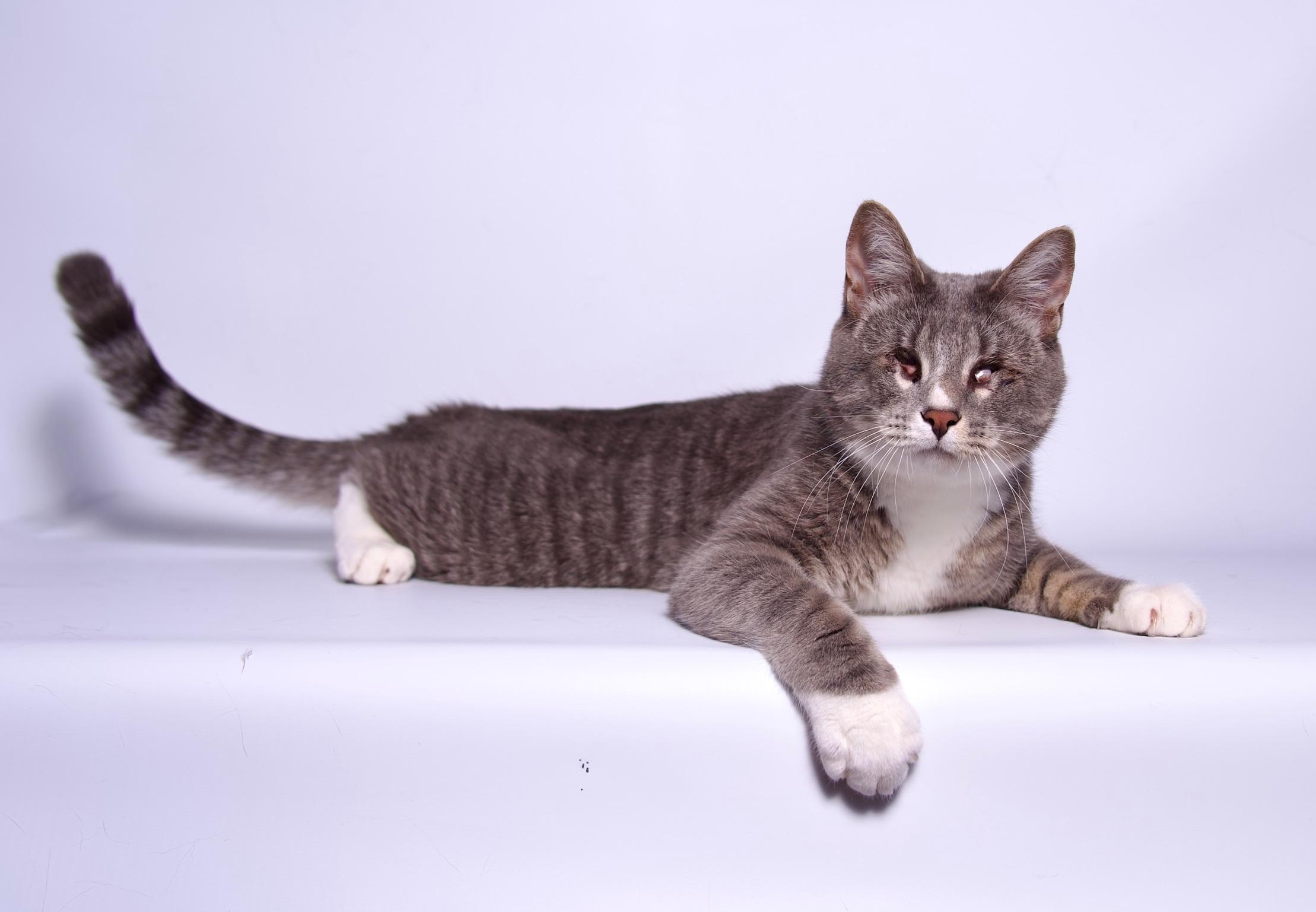 Enlarge William, a Adoptable Domestic Short Hair in Riverside, CA image 5/5