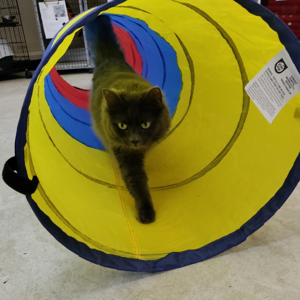 Enlarge Misty, a Adoptable Domestic Long Hair in Medford, OR image 1/3