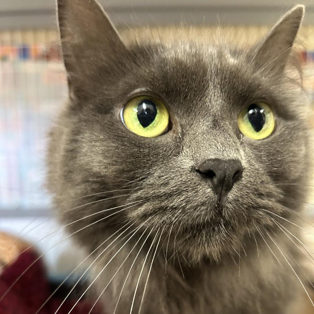 Enlarge Misty, a Adoptable Domestic Long Hair in Medford, OR image 2/3