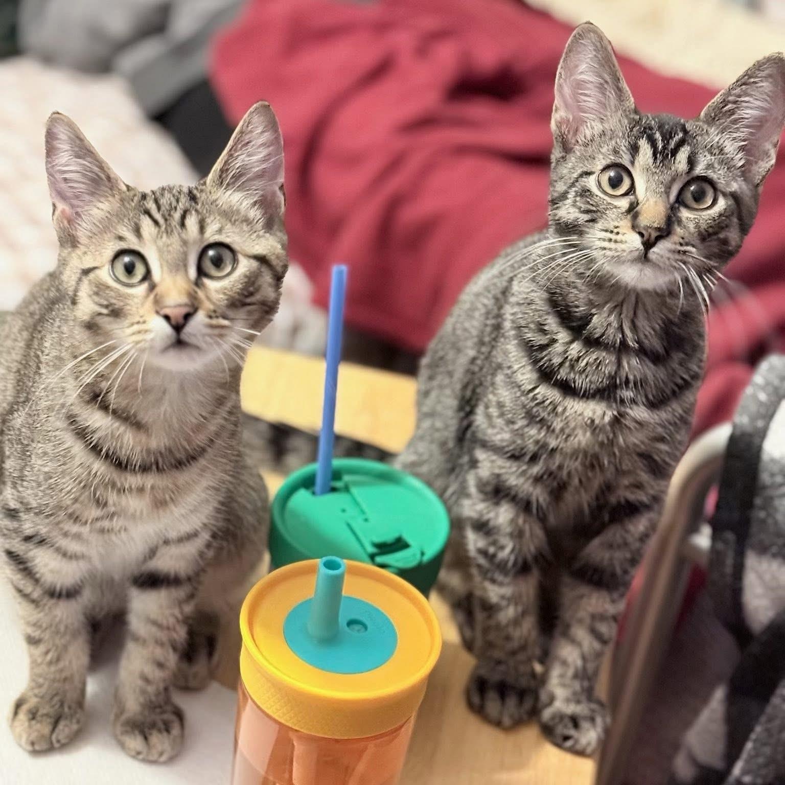 Enlarge Sage, a ADOPTABLE Tabby in Wanaque, NJ image 3/3