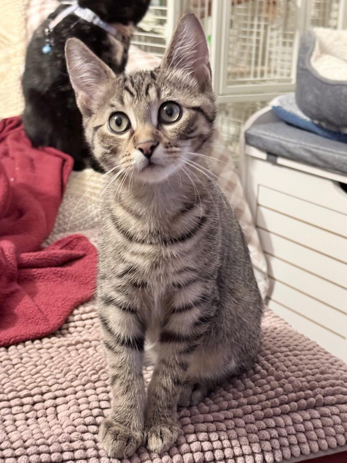 Enlarge Sage, a ADOPTABLE Tabby in Wanaque, NJ image 2/3