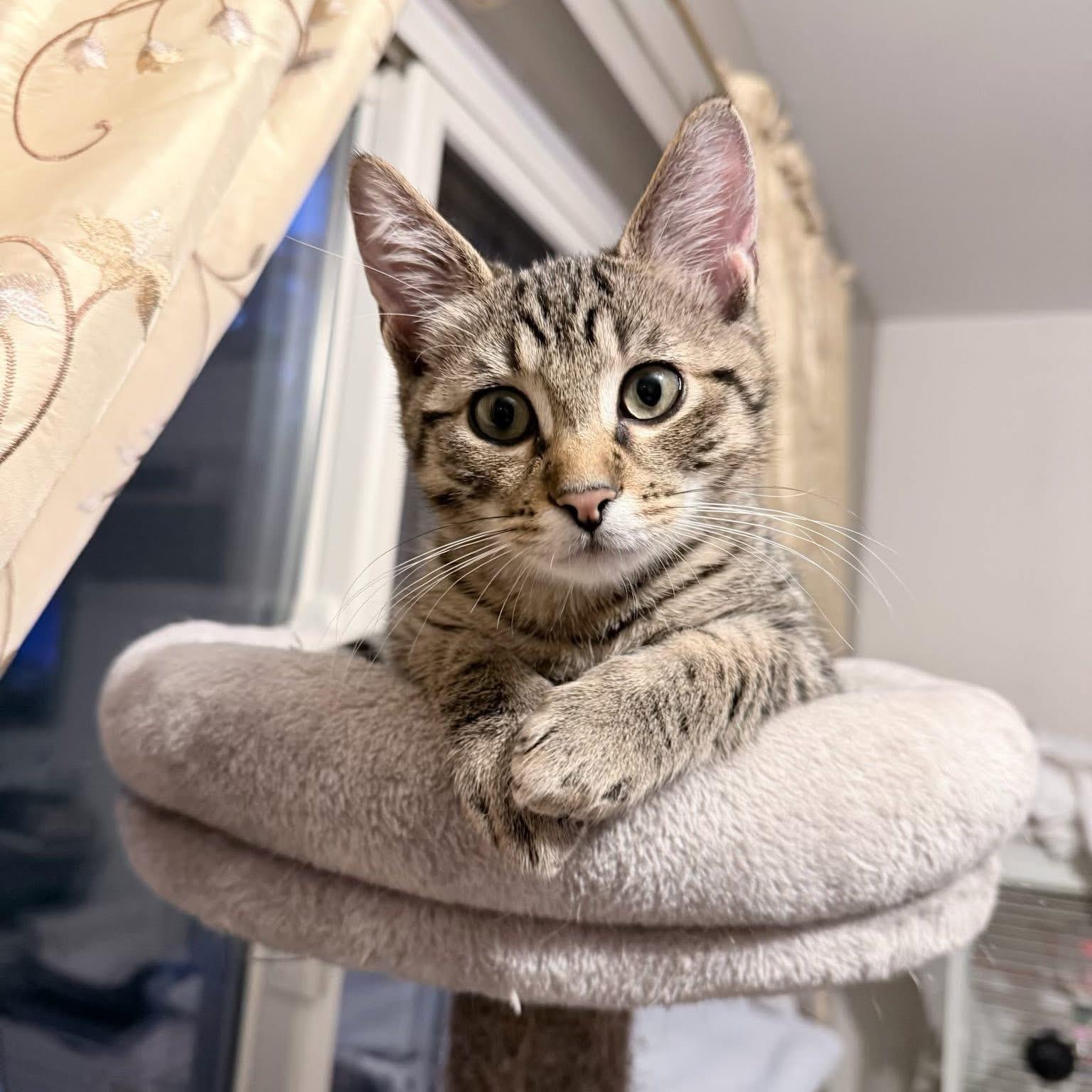 Sage, ADOPTABLE, Kitten Male Tabby.