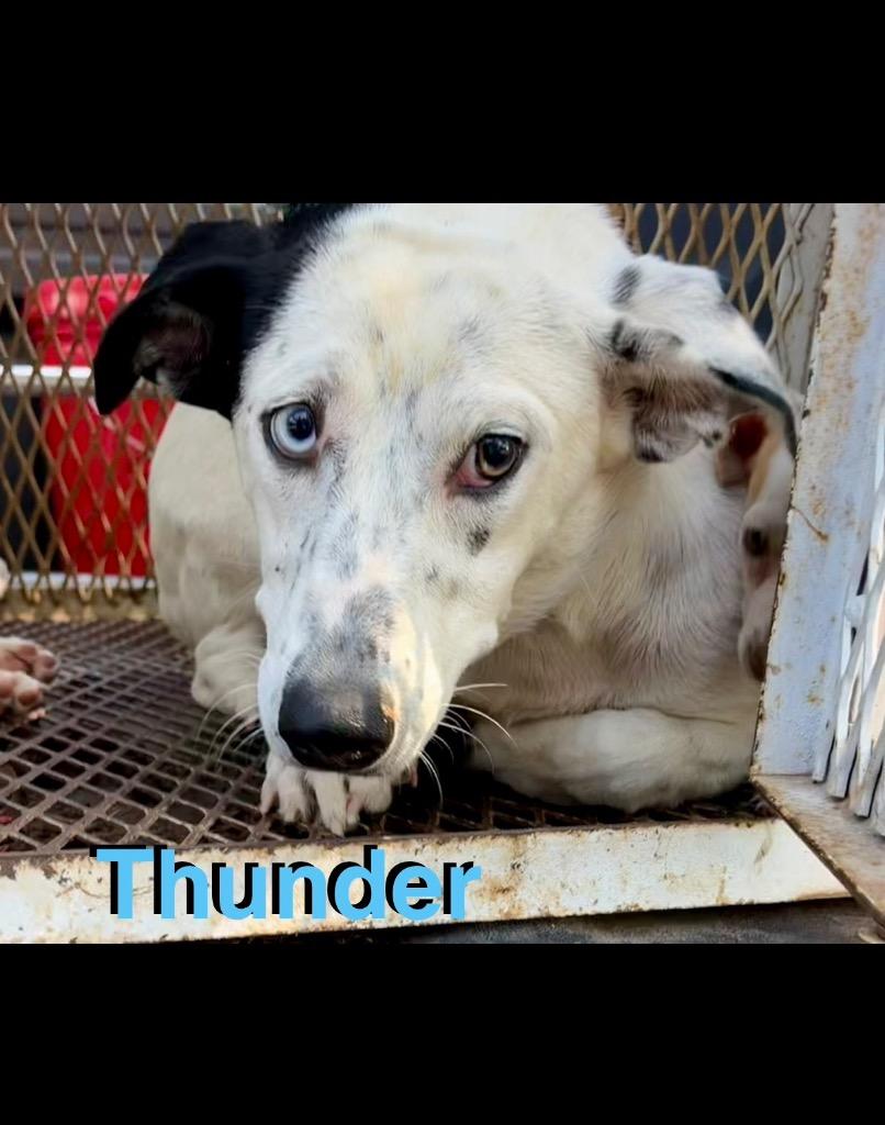 Enlarge Thunder, a Adoptable mixed breed in Ada, OK image 1/2