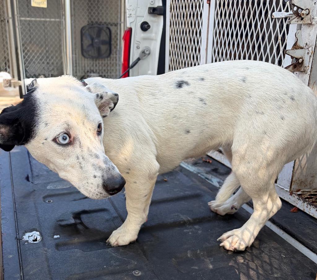 Enlarge Thunder, a Adoptable mixed breed in Ada, OK image 2/2
