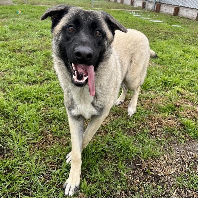 Enlarge Sunny 25-1588, a Adoptable Anatolian Shepherd in Los Banos, CA image 5/6